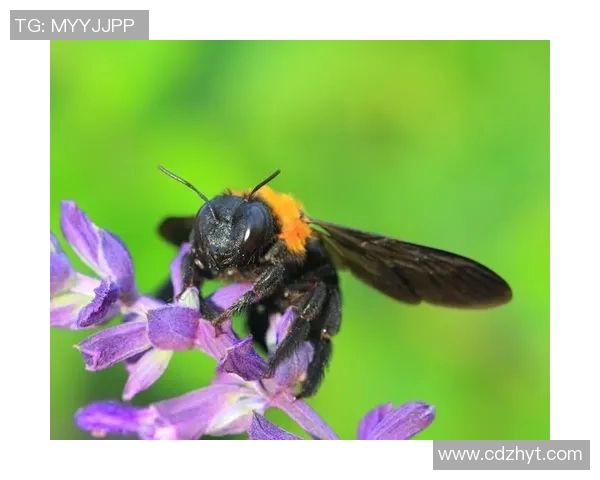 探索狼爪户外用品的极致品质与创新设计，开启你的冒险之旅